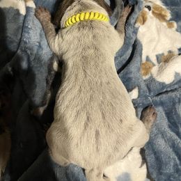 Autumn - Liver roan female German Shorthaired Pointer puppy in Jackson, Georgia from Tiner GSP’s LLC