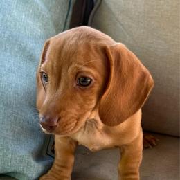 Ruby - Red female Dachshund puppy in Salem, Oregon from Longdox Mini Dachshunds