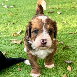 Ember - Merle female Bernedoodle puppy in Royse City, Texas from Platinum Bernedoodles of Texas