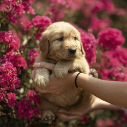 Cavalier King Charles Spaniel and Golden Retriever Puppies from Tsarevich Goldens and Cavaliers