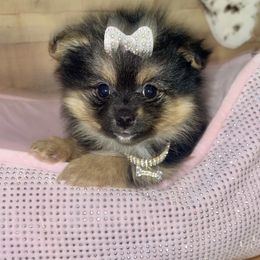 Jinx - Black and tan female Pomeranian puppy in Liverpool, Pennsylvania from Destination Dalmatian