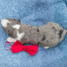 Granite - Tri-color male Bernedoodle puppy in Roy, Utah from Doodles are Amazing