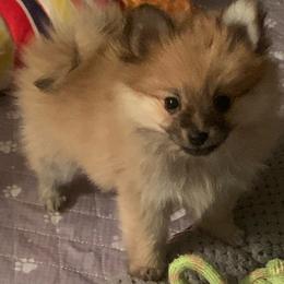 Boy 1 - Orange sable male Pomeranian puppy in Gotha, Florida from Jazzi’s Poms