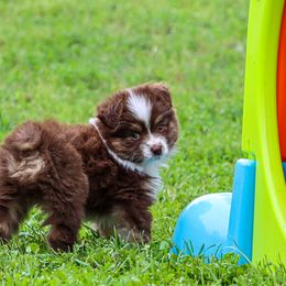 Miniature Australian Shepherd and Toy Australian Shepherd Puppies from Blue Springs Aussies