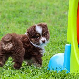 Miniature Australian Shepherd and Toy Australian Shepherd Puppies from Blue Springs Aussies