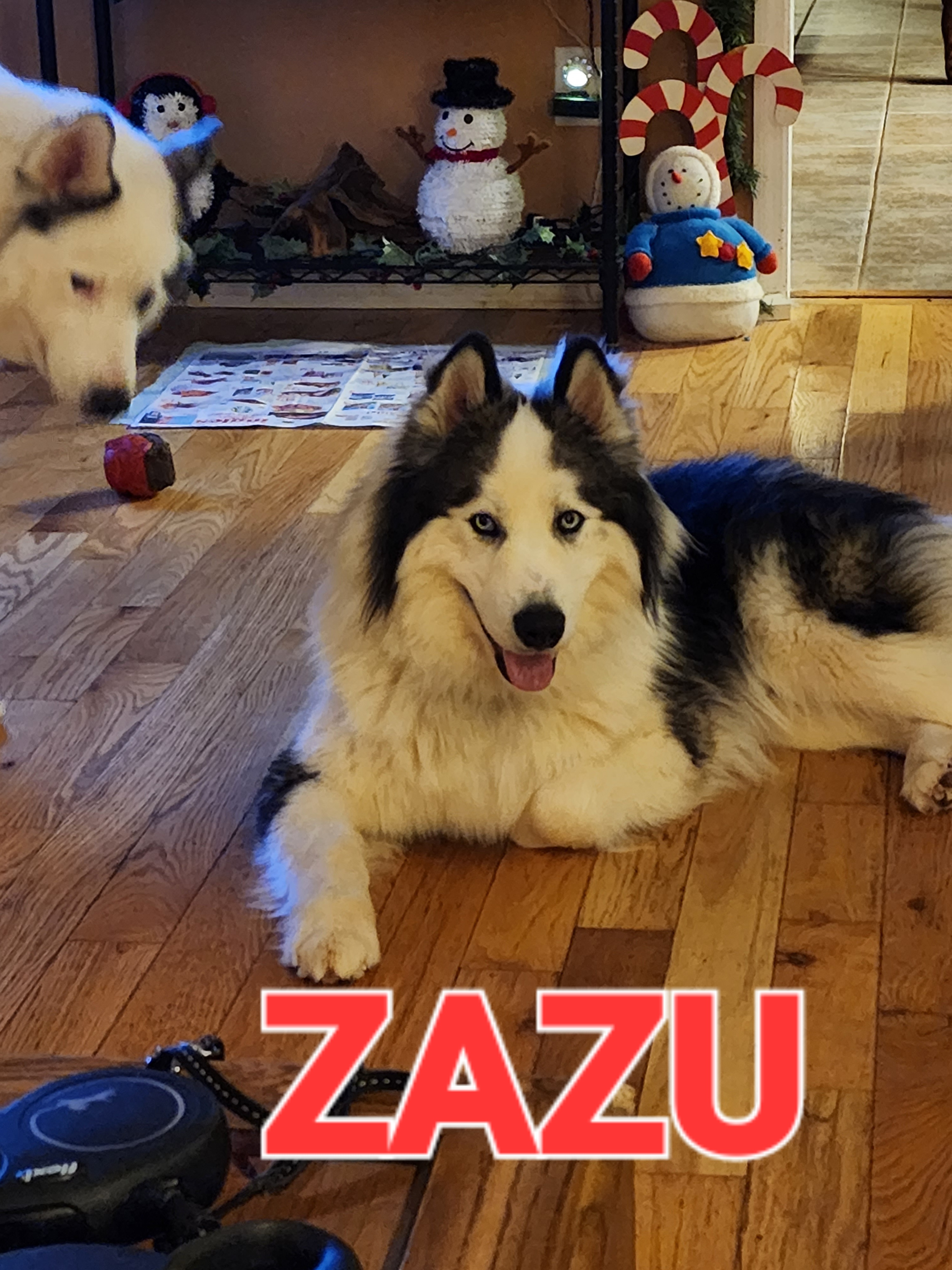 Zazu - Siberian Husky