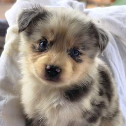 BMM2 - Blue merle male Australian Shepherd puppy in Sunbright, Tennessee from Laudrick Aussies