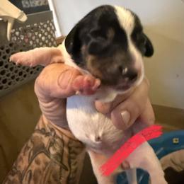 Girl 2 - Black and tan female Dachshund puppy in Paisley, Florida from Pantheon Dachshunds