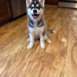 Pomsky Puppies from Ocean State Pomskies