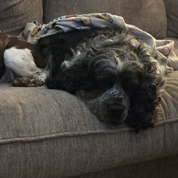English Springer Spaniels from Chappell Hill Springers