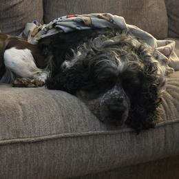 English Springer Spaniels from Chappell Hill Springers