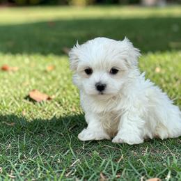 Milo - White male Maltese puppy in Bowling Green, Kentucky from Denise Clark