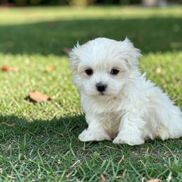 Milo - White male Maltese puppy in Bowling Green, Kentucky from Denise Clark