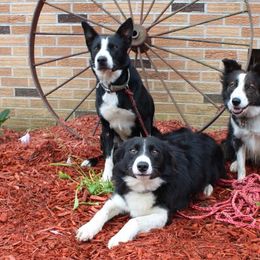 Border Collies from Billowing Borders