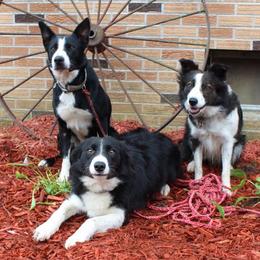 Border Collies from Billowing Borders