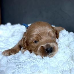 Blue - Apricot male Australian Labradoodle puppy in Auburn, Washington from West Valley Labradoodles