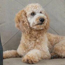 Aussiedoodles from Paussiedoodle Ranch