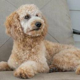 Aussiedoodles from Paussiedoodle Ranch