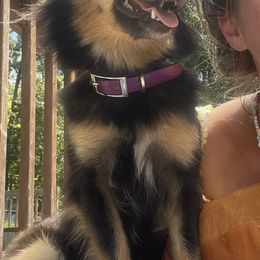 German Shepherds, Toy Australian Shepherds, and Yorkshire Terriers from CountryHart Kennels