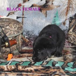 Labrador Retriever Puppies from Copper Creek Outfitters and Kennel