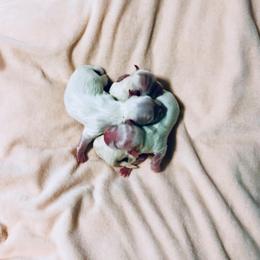 Maltese, Maltipoo, Poodle, and Yorkshire Terrier Puppies from Paw Perfect Pets