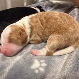 Redbud - Red male Bernedoodle puppy in Irmo, South Carolina from Palmetto Bernedoodles Boutique