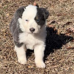 Manny-blue tri - Blue male Border Collie puppy in Chattanooga, Tennessee from Ross Vegas Kennels