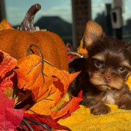 Reese - Chocolate and tan male Yorkshire Terrier puppy in Richmond, Texas from Perfectly Posh Pets