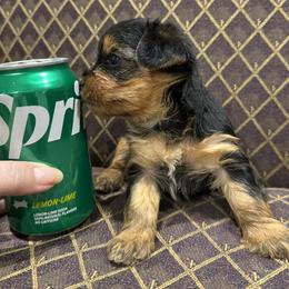 Gracie - Black & tan tri-color female Morkie puppy in Decatur, Texas from Melanie's Morkies