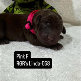 RGR's Linda-058 - Chocolate female Labrador Retriever puppy in Morris Plains, New Jersey from Rose Gold Retrievers