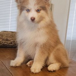 Tinkerbell - Lavender female Pomsky puppy in Stover, Missouri from Lx2 County Line Pomskis