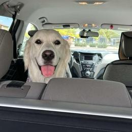 Golden Retriever All Grown Up from Red Sky Ranch