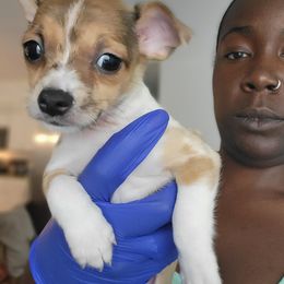 Chihuahua Puppies from Maldonado Pet Life Breeder LLC.