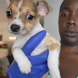 Chihuahua Puppies from Maldonado Pet Life Breeder LLC.
