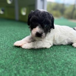 Teddy - Black and silver male Havapoo puppy in Natural Bridge, Virginia from Rockbridge Puppies