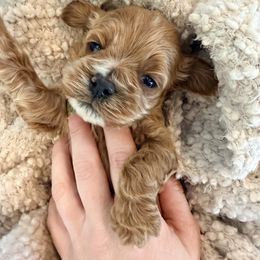 Dax - Red and white male Cockapoo puppy in Preston, Idaho from Rocking JH Pup Co