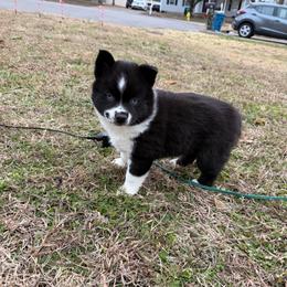 Aria - Black and white female Pomsky puppy in La Vergne, Tennessee from Atencio Pomsky