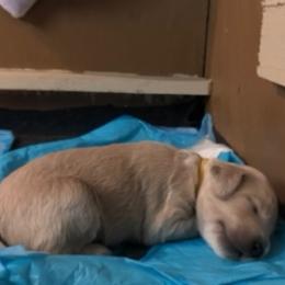 Goldendoodle Puppies from Da Ruba Doodles