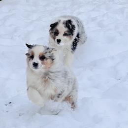 Australian Shepherd Puppies from SS Australian Shepherds