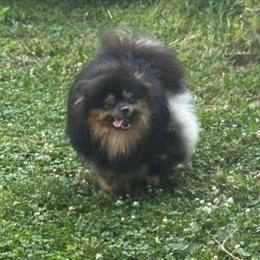Midgie - Pomeranian
