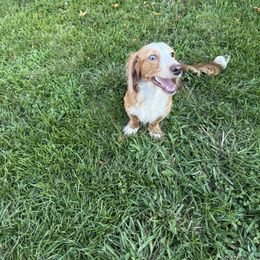 Buster - Cream male Dachshund puppy in Cabool, Missouri from Shannon Dachshunds