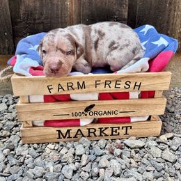 Hero - Red merle male Catahoula Leopard Dog puppy in Washington from Coweeman Catahoulas