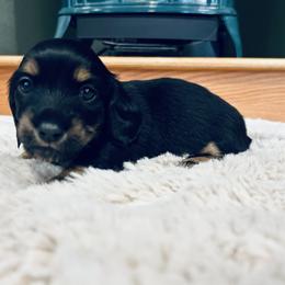 Dachshund Puppies from Guiley Doxies