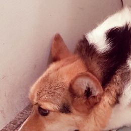 Boston Terriers, Olde English Bulldogges, and Pembroke Welsh Corgis from Smiths Companions