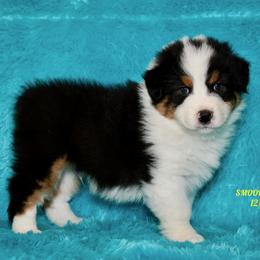 BLACK TRI MALE 1 - Black tri-color male Australian Shepherd puppy in Douglas, Georgia from Smooreaussies