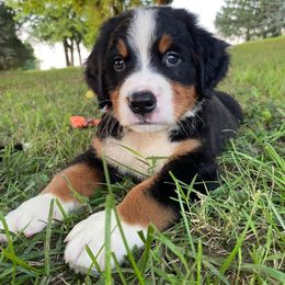 Green Male - Black rust and white male Bernese Mountain Dog puppy in Greenwood, Delaware from A&A Greenwood Puppies