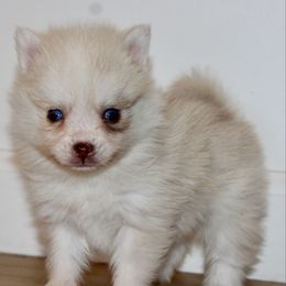 George - Merle male Pomsky puppy in Uintah County, Utah from Bingo's Wolfhounds, Lollipop Pomskies