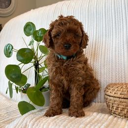 Camp - Brown male Cavapoo puppy in East Earl, Pennsylvania from White Creek