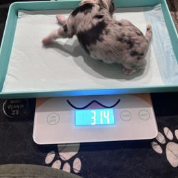 Girl 4 - Blue merle female Australian Shepherd puppy in Flat Rock, Alabama from Fluffy Butt Acres