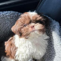 Miles - Liver and white male Shih Tzu puppy in Rockville Centre, New York from Magnolia Tzus